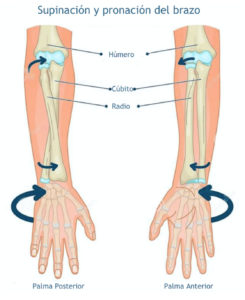 Wing chun - anatomia del brazo.